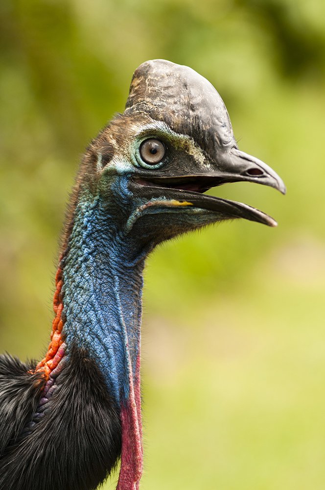 Feathered heads portraits of native Australian birds Australian Geographic