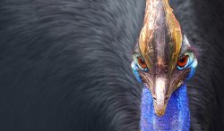 Cassowary_head_frontal-250x147.jpg