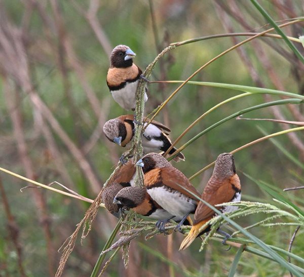 Gallery Bird beauties of SE Queensland Australian Geographic