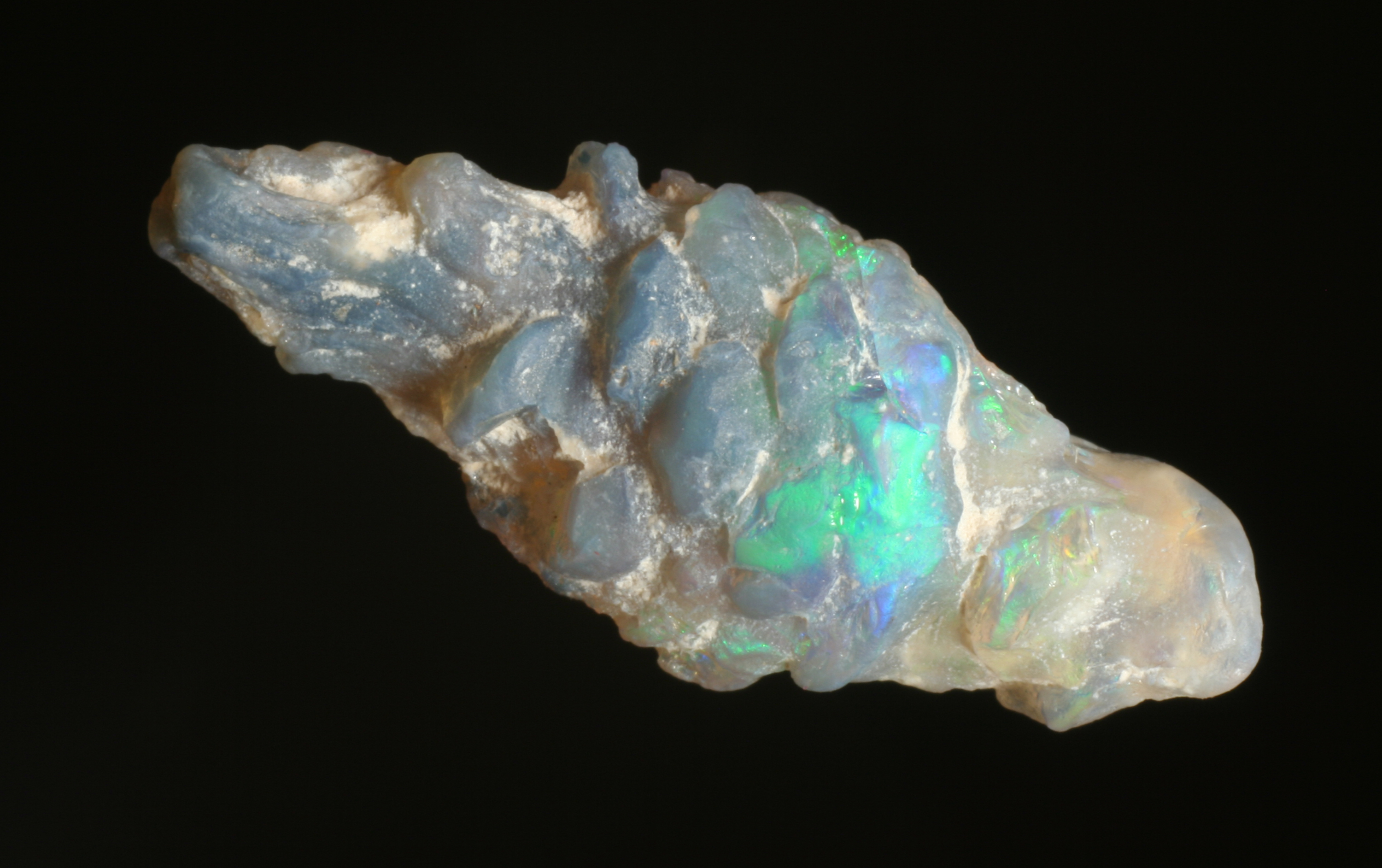 Image result for opal fossil