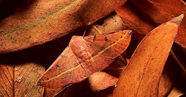 Cryptic creatures: the art of camouflage - Australian Geographic Cryptic creatures: the art of camouflage - Australian Geographic