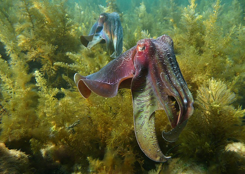 Giant cuttlefish (Sepia apama) in a kelp reef