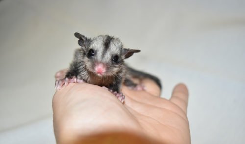 Meet the Reptile Park's new baby sugar glider triplets - Australian
