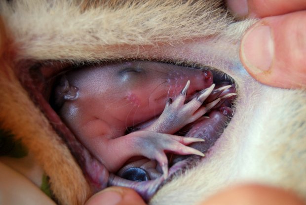 Gallery Australias Cutest Baby Animals Australian Geographic