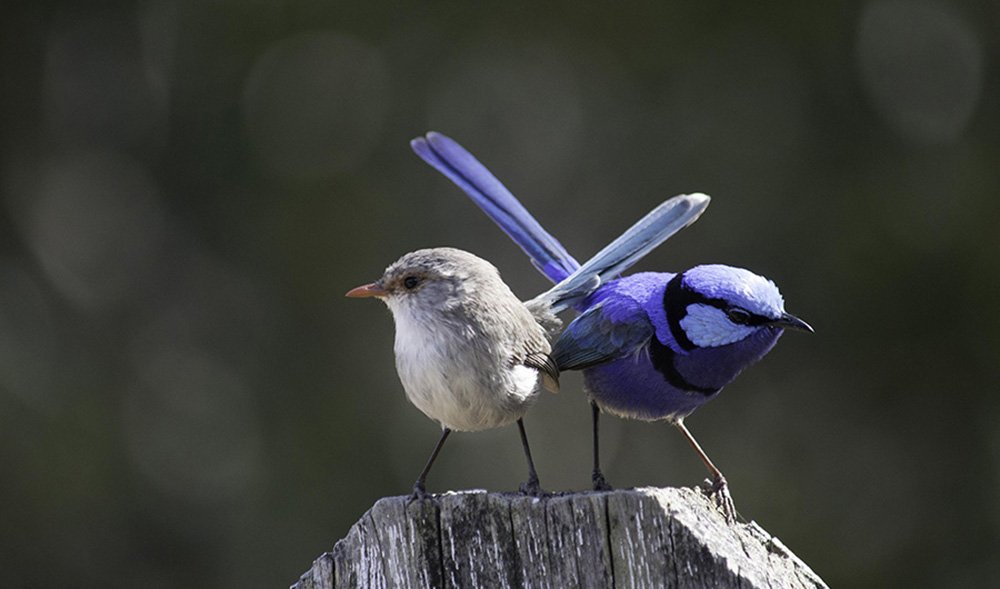 motherly love the bizarre maternal behaviours of aussie animal mums