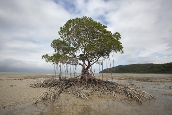 The Daintree: land before time - Australian Geographic