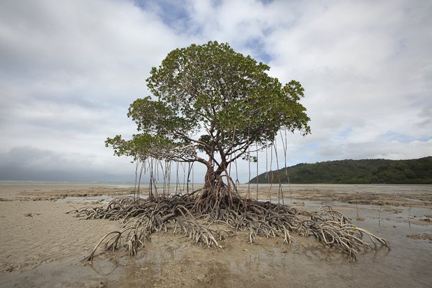 daintree rainforest tourism impacts