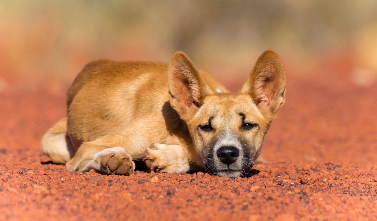 Photographing the dingoes of the Great Sandy Desert Australian Geographic