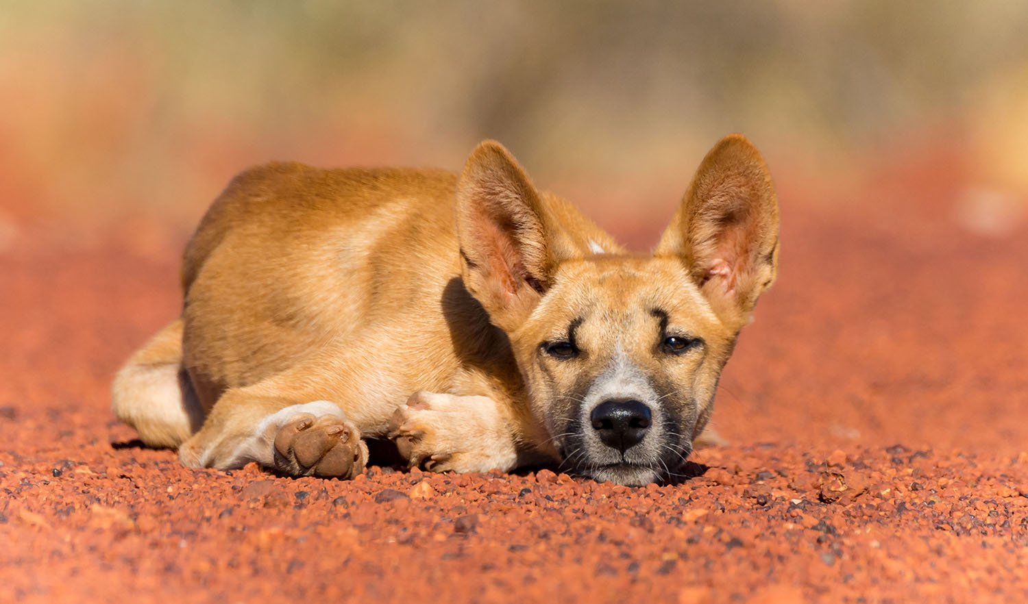 Dingo, Our Animals