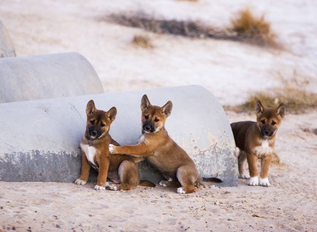 Gallery: Australia's cutest baby animals - Australian Geographic