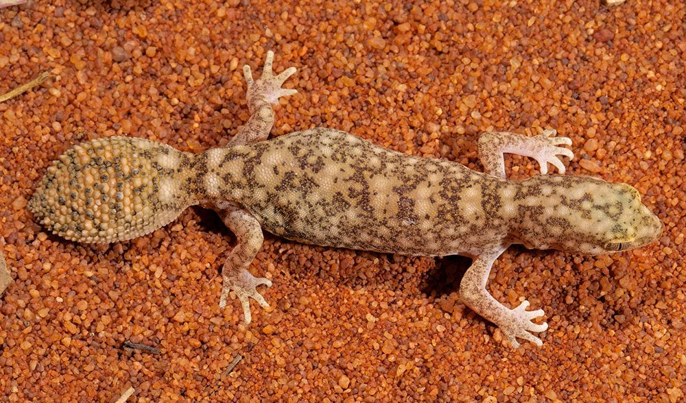New gecko species discovered Australian Geographic