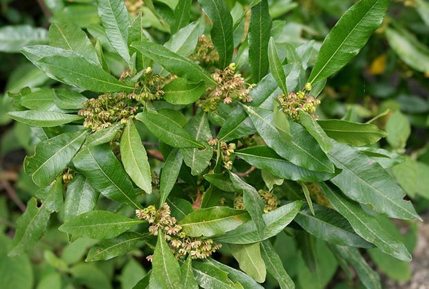 gerningsmanden Gutter Gym Bush medicine: Aboriginal remedies for common ills - Australian Geographic