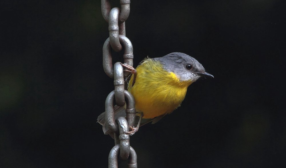 Gallery Bird beauties of SE Queensland Australian Geographic