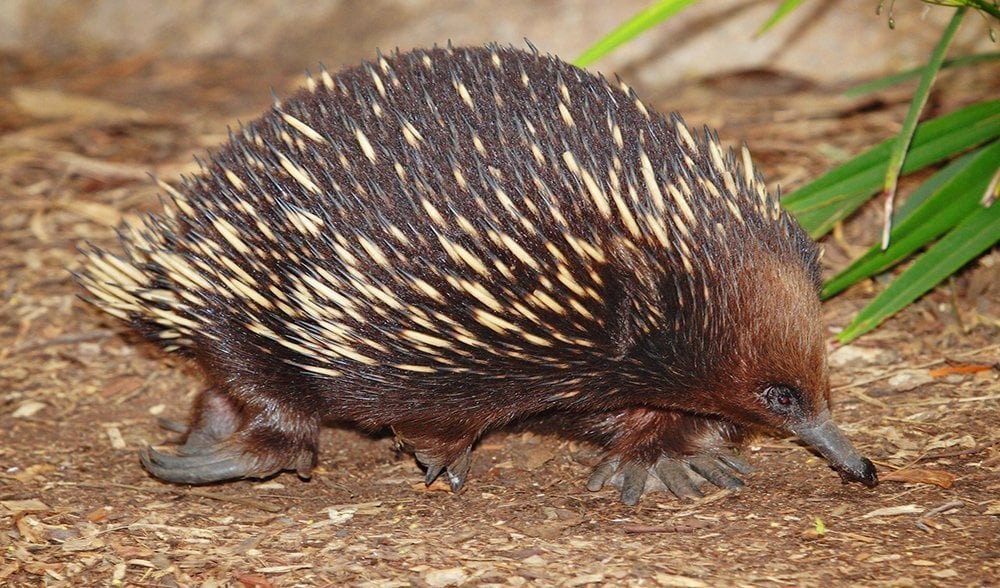 Top 10 ingenious Aussie animal adaptations - Australian Geographic