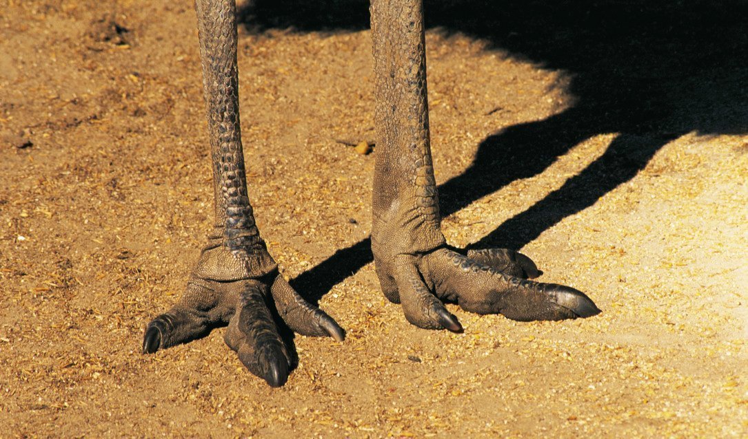 A pair of emu feet showing off their three toes against red dirt