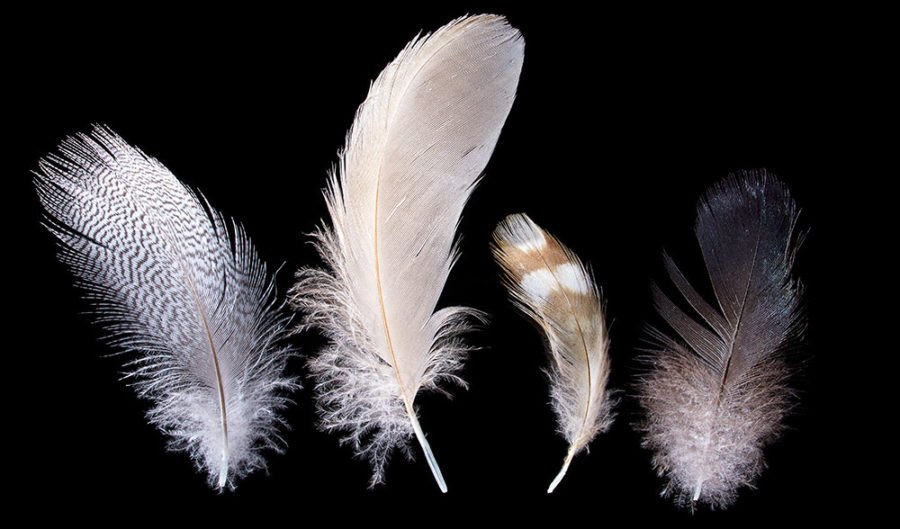 GALLERY: The hidden beauty of feathers Australian Geographic GALLERY: The hidden beauty of feathers Australian Geographic