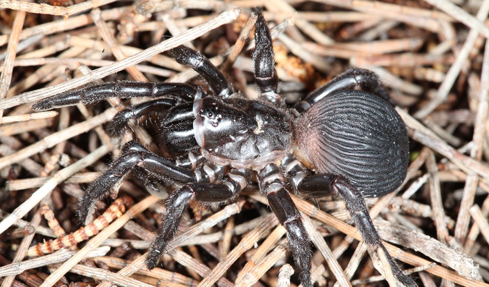 Spiders - The Australian Museum