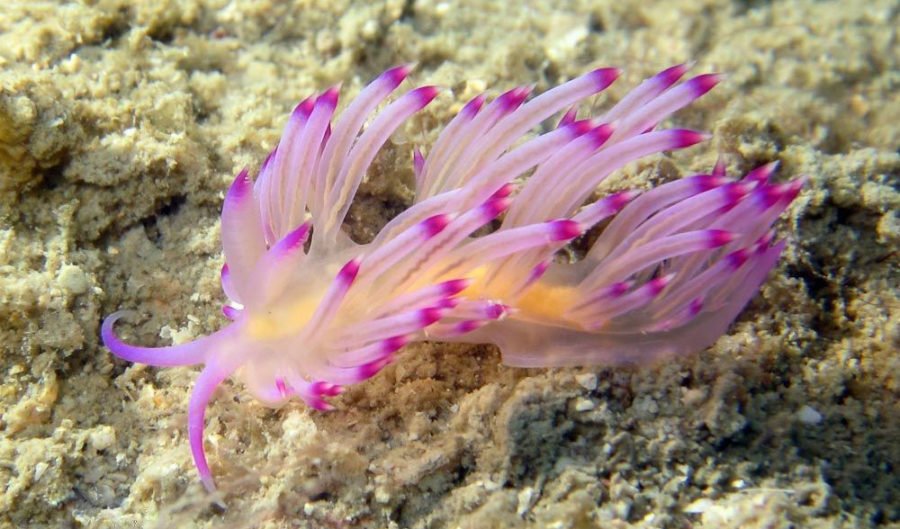 blue dragon nudibranch