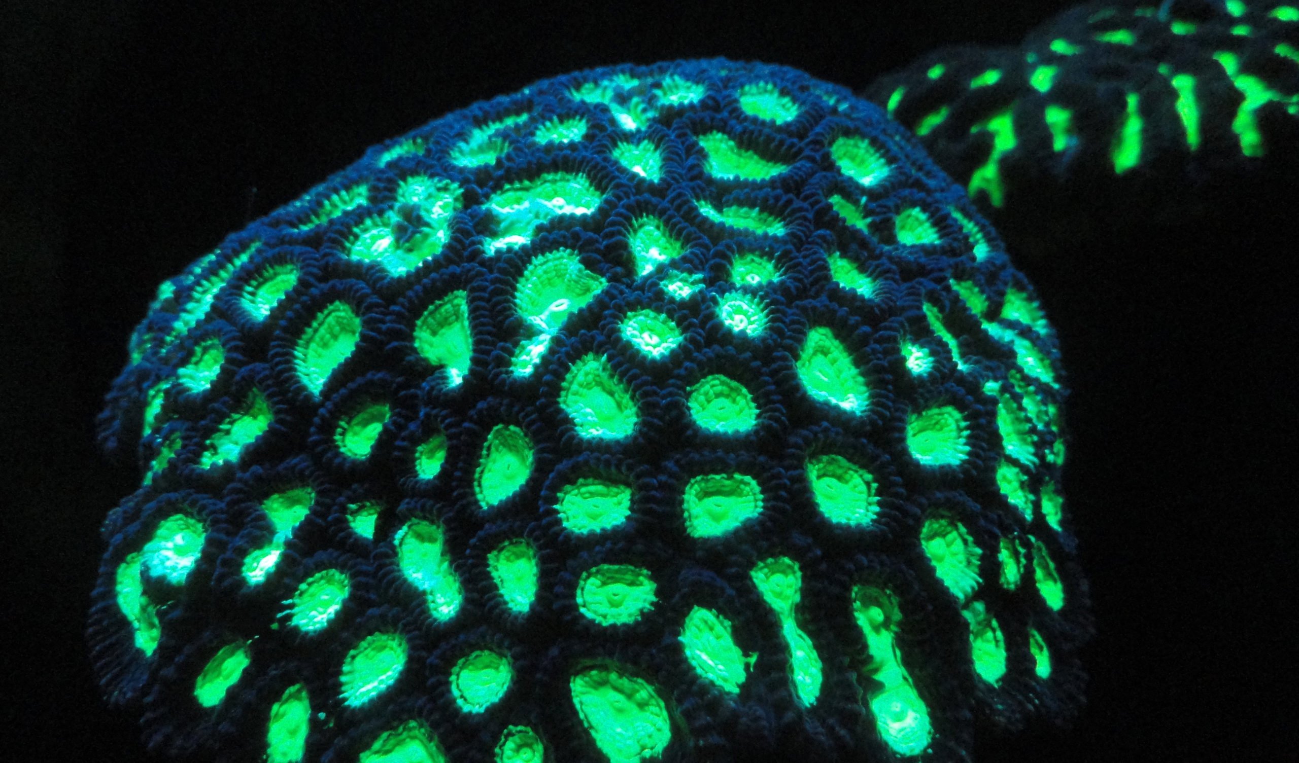 Coral glow. Glowing algae. Риф аватар. Coral Geographer. Deep Glow
