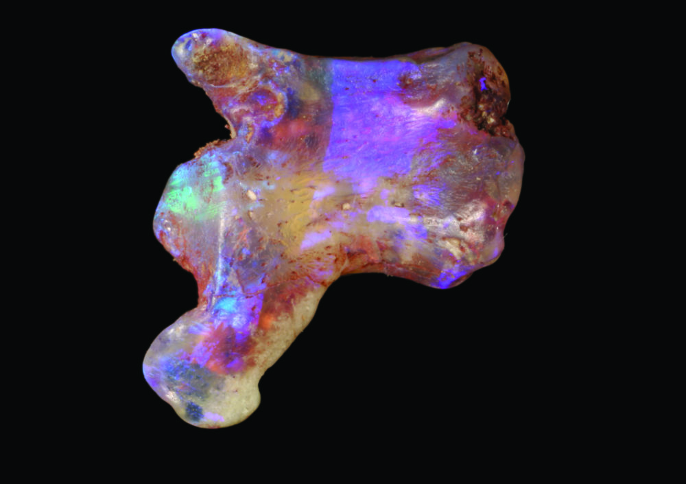 Lightning Ridge opalised fossils Australian Geographic