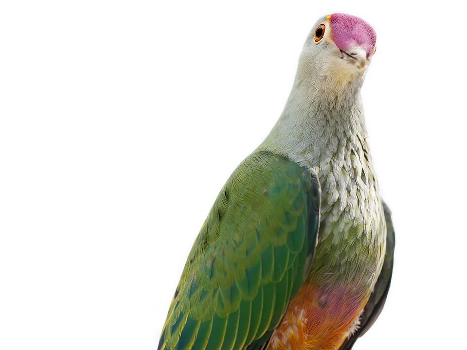 Feathered heads portraits of native Australian birds Australian Geographic