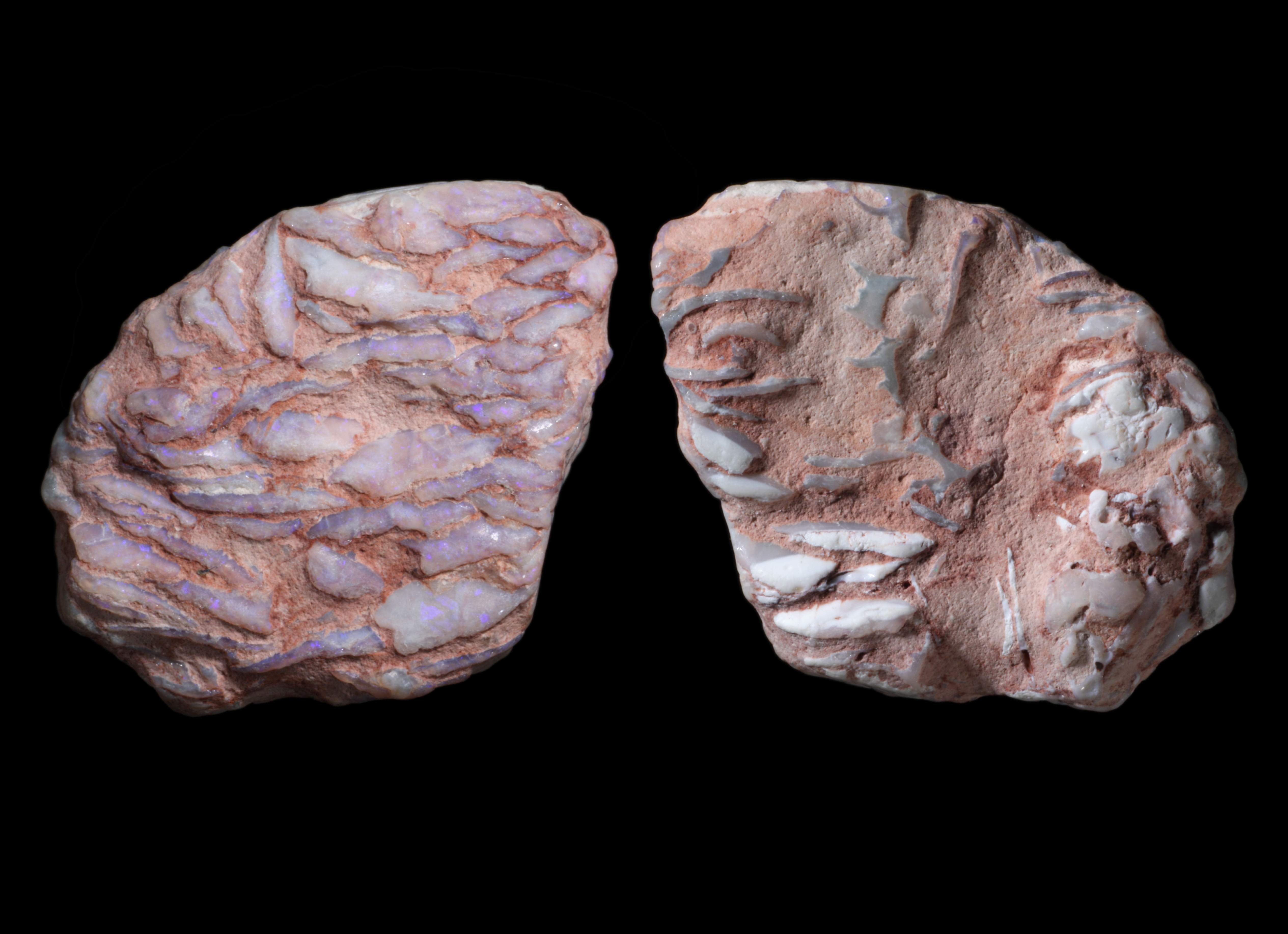 lightning ridge opalised fossils