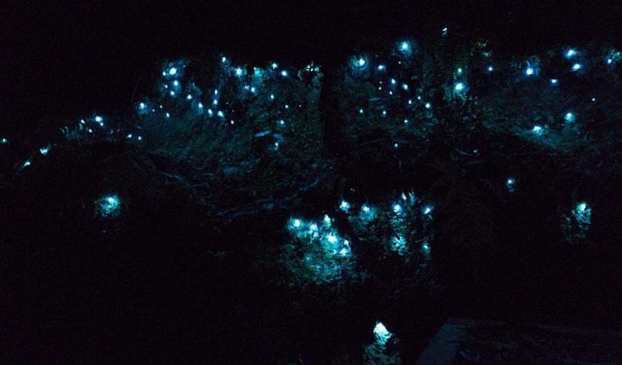 Glow in the Dark Food Color -  Australia