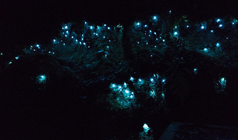 Lighting the night: glow worms around Australia - Australian
