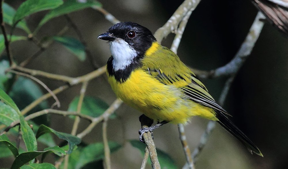 Gallery Bird beauties of SE Queensland Australian Geographic
