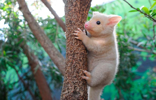 What gives golden possums their Australian