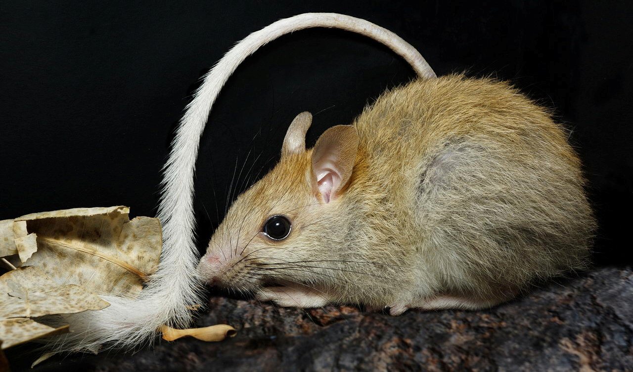 Creepy video shows nine rats seen tied together by tails in