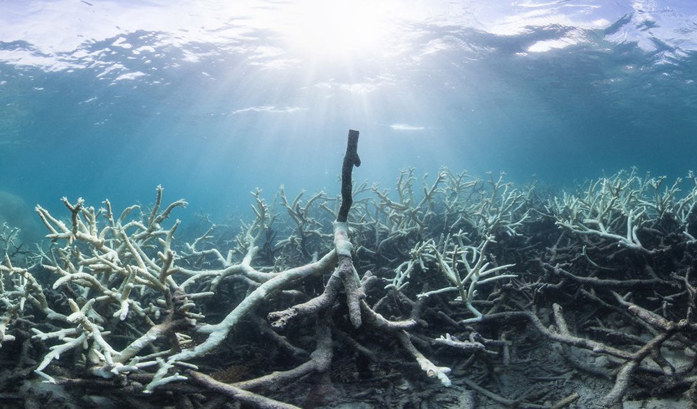 Great Barrier Reef bleaching almost impossible without climate change ...