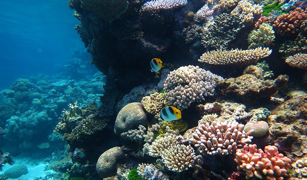Environmental Issues Of Great Barrier Reef Environmental Issues Of Great Barrier Reef
