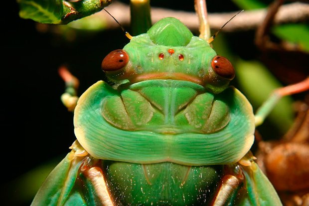 The 10 loudest animals on Earth - Australian Geographic The 10 loudest animals on Earth - Australian Geographic