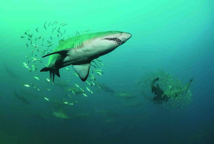 Grey nurse shark