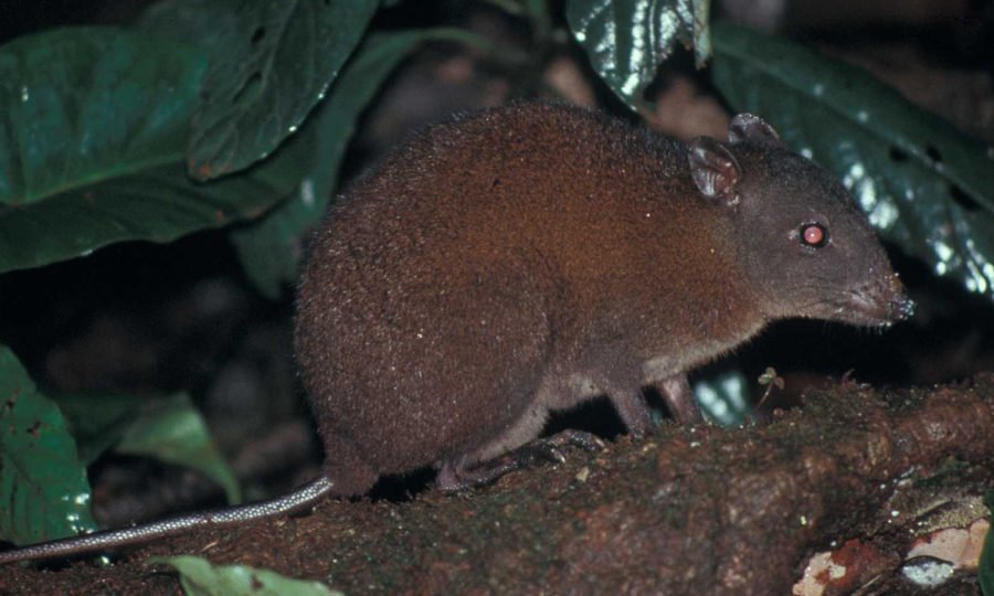 A musky rat-kangaroo