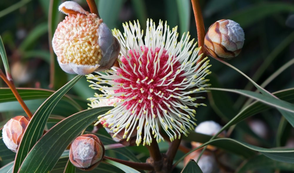 The wildflowers of Western Australia