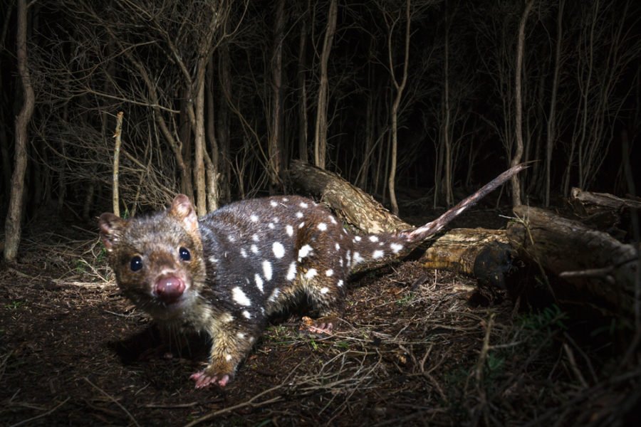 A spotted-tailed quoll triggers a camera trap.