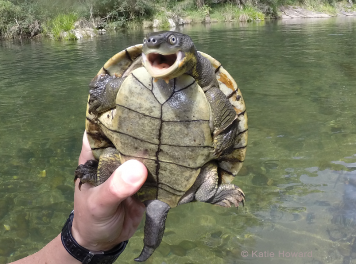 Festival to make noise to save the snapping turtle Australian Geographic