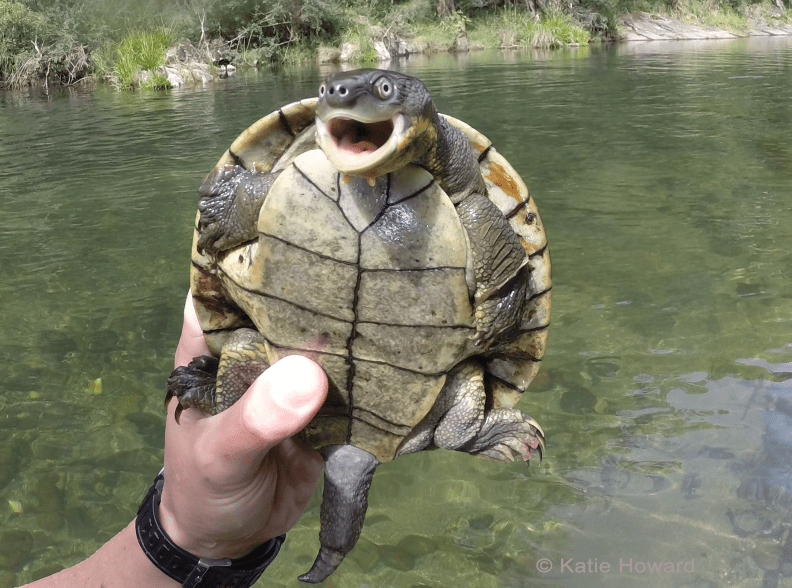 Festival to make noise to the snapping turtle - Geographic