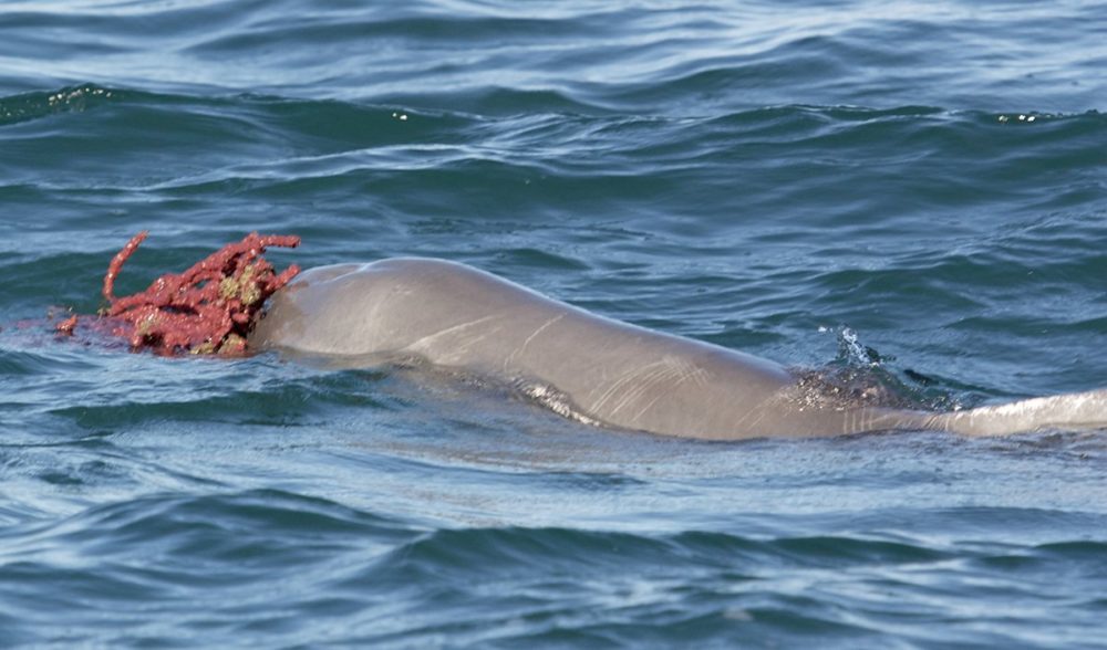 Watch a male dolphin offer a spongey gift to a potential mate