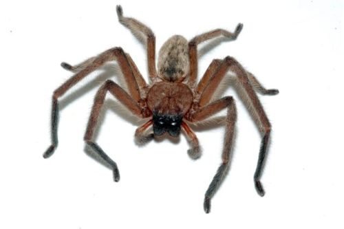 Huntsman Spiders - The Australian Museum