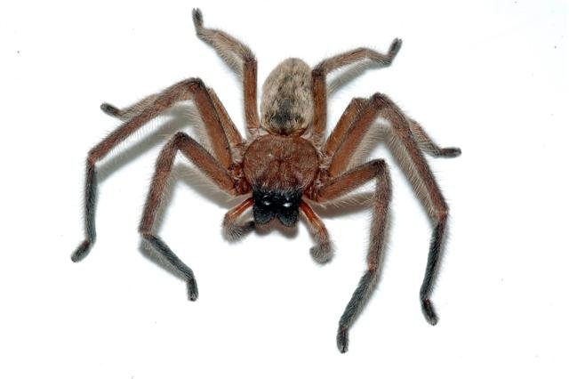 via amatør affjedring Hidden housemates: Australia's huge and hairy huntsman spiders - Australian  Geographic