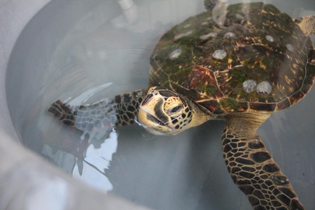 Hybrid turtle possible first in Australia Australian Geographic
