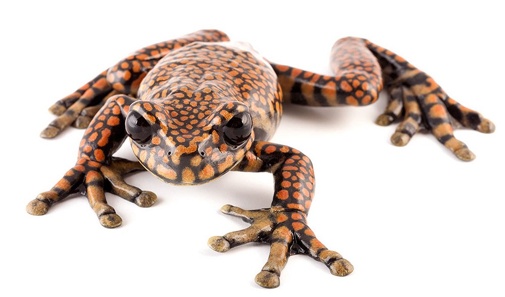 Gallery: Species named after famous people - Australian Geographic Gallery: Species named after famous people - Australian Geographic
