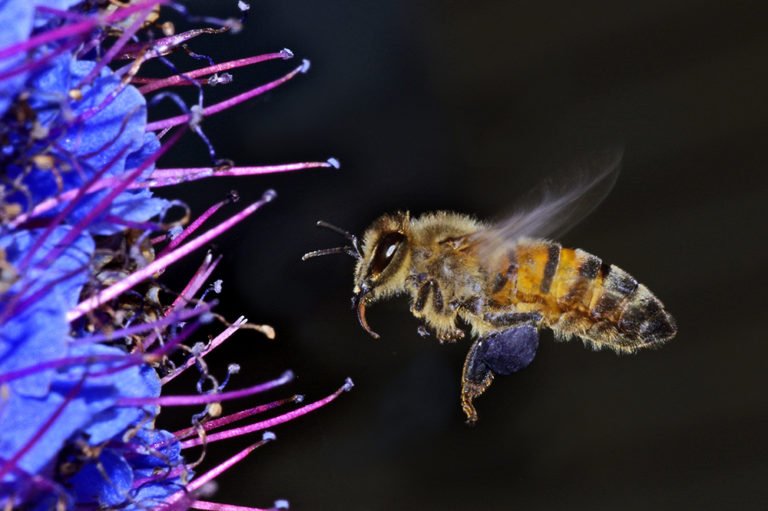 Frozen in flight honey bee Australian Geographic