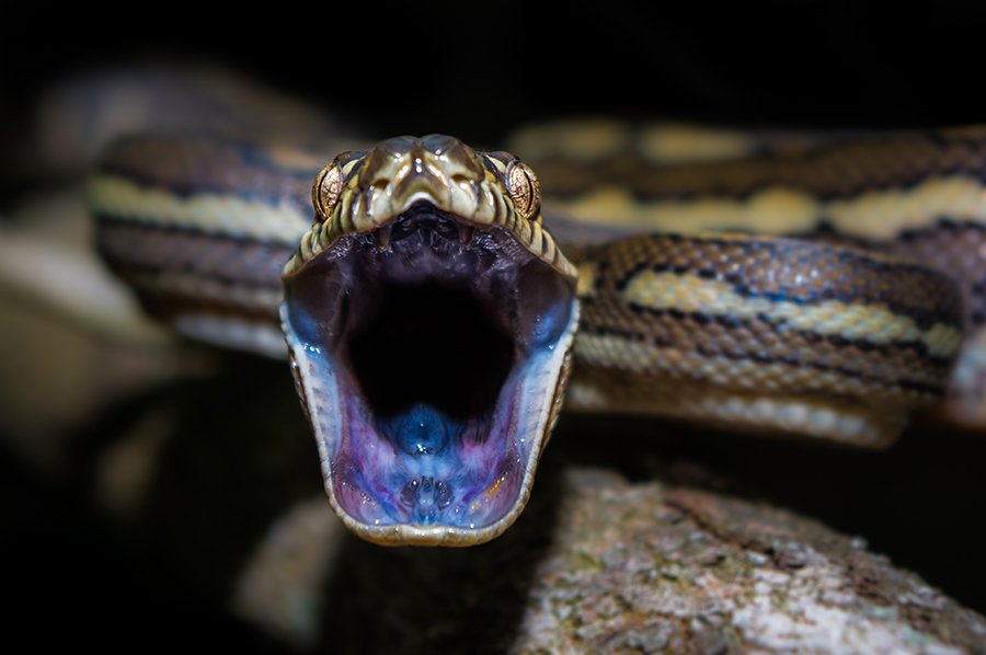 Everything you need to know about snakes - Australian Geographic