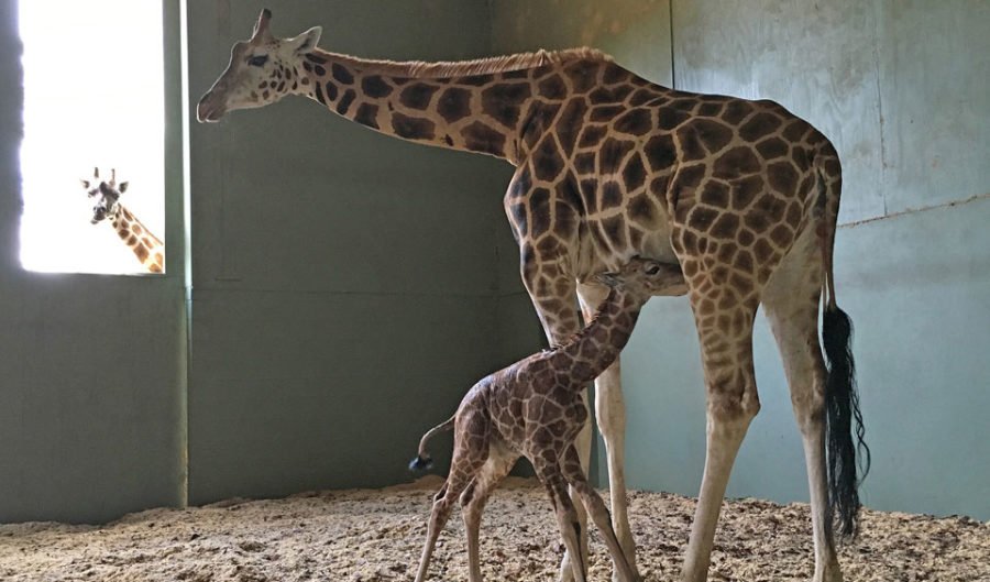 VIDEO: Baby giraffe born at Australia Zoo - Australian Geographic