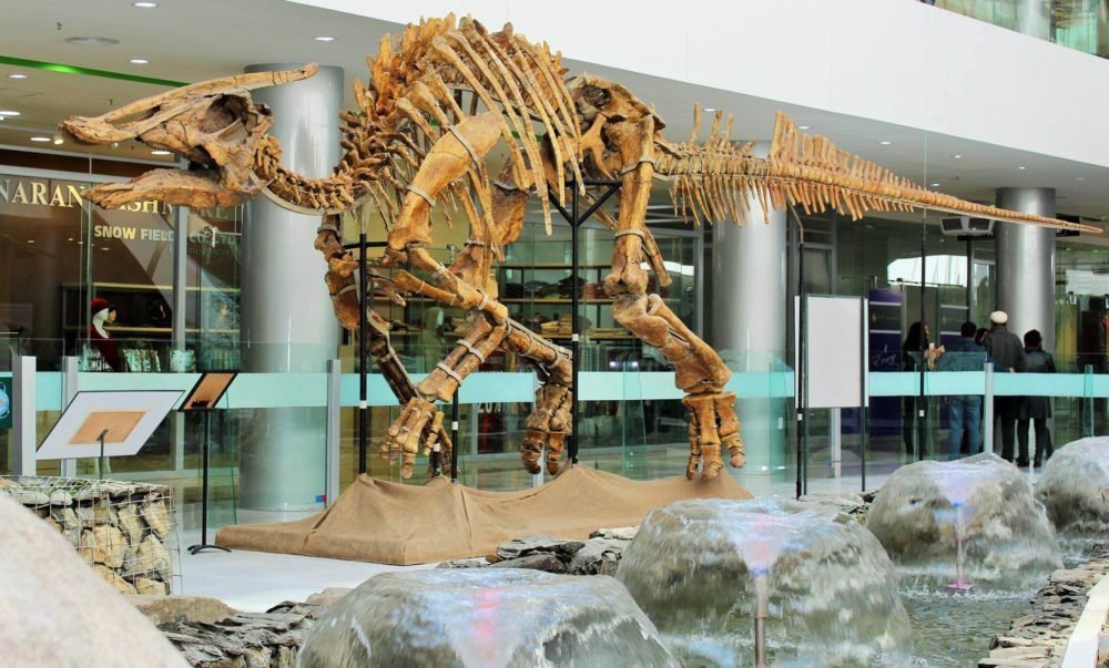 Gobi Desert Fossil Dig Australian Geographic