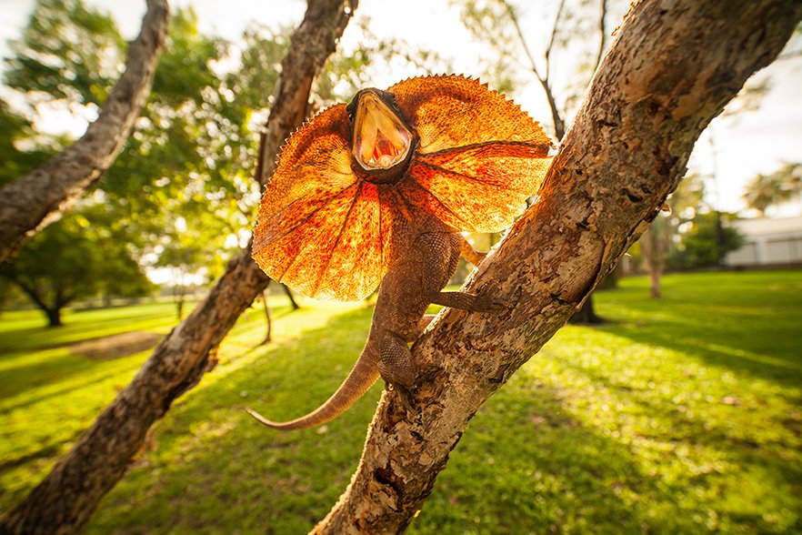Fanfare Frillnecked lizard Australian Geographic